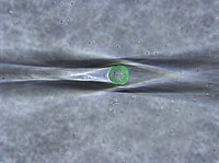 Circulating tumor cell in the isolation pipet