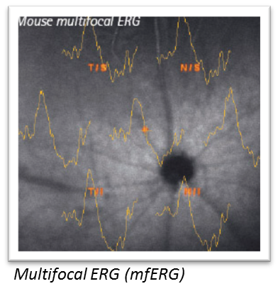 Funktionsanalyse der Neuroretina