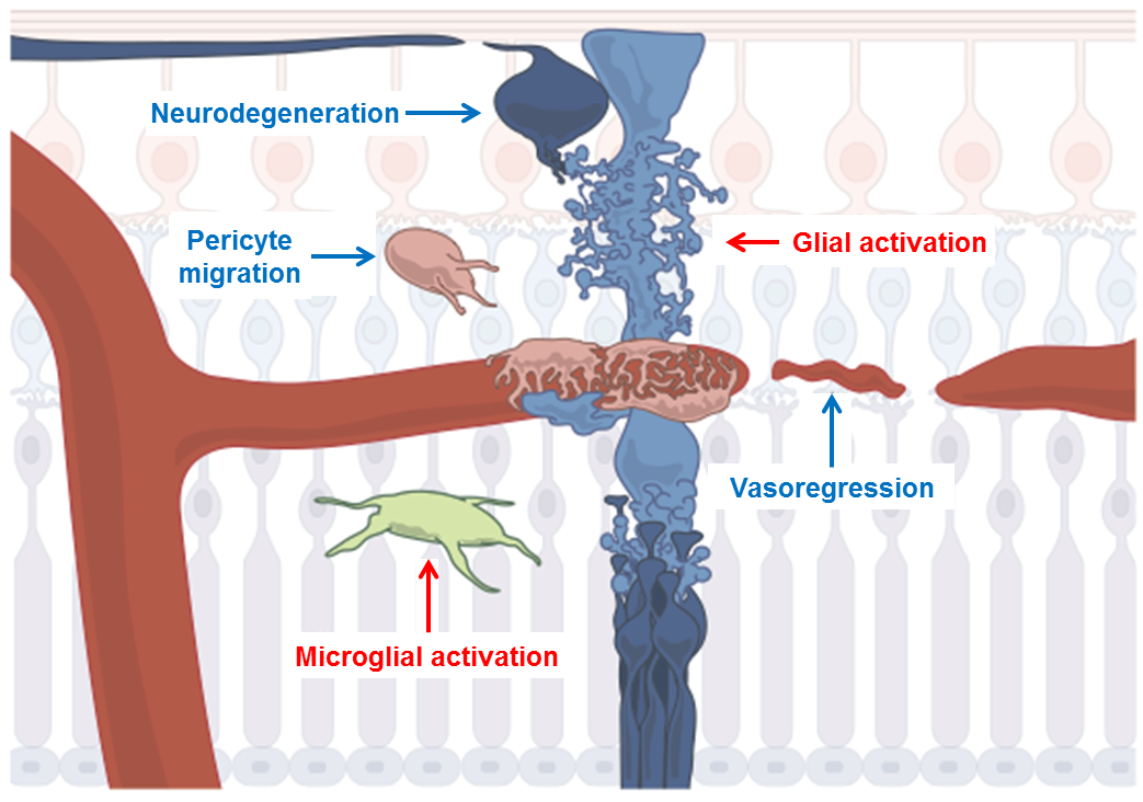 Pathobiochemie und Zellbiologie